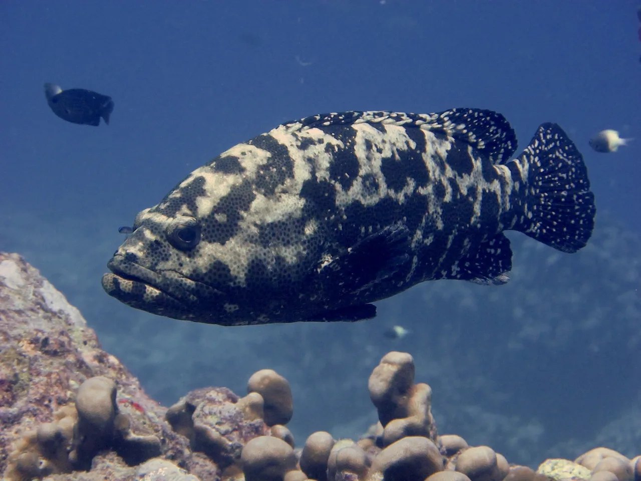 Brown-marbled grouper swimming above a reef