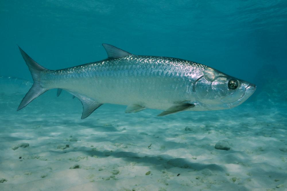 Atlantic tarpon FishSignal species profile
